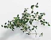 Kräuter und Knoblauch; Blätter v. kleinblättrigem Oregano