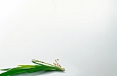 Lemon grass and pandan leaves on white background, copy space