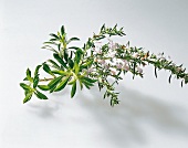 Kräuter und Knoblauch; Blätter v. Winterbohnenkraut mit Blüten
