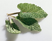 Kräuter und Knoblauch; Blätter v. Muskatellersalbei, einzeln