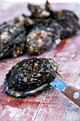 Close-up of closed oyster being opened with knife