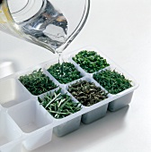 Water being poured on herbs in ice cube tray