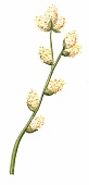 Zweig eines Weidenkätzchens mit sechs Blütenkätzchen