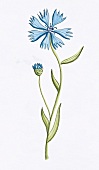 Kornblume mit  geschlossener und offener blauer Blüte