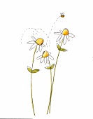 lllu: Drei Margeriten mit fliegender Biene