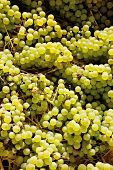 Close-up of bunches of green grapes