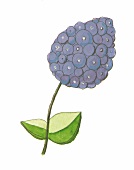Blaue Blume am Stiel mit zwei grünen Blättern