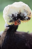 Schwarzes Huhn mit weißer Haube, Holländer Weißhaube