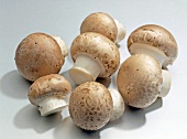 Three brown mushrooms on white background
