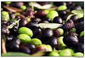 Grüne und schwarze Oliven mit Olivenblättern