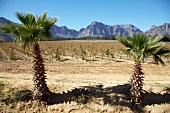 View of vineyard and mountains at Ashanti Winery, South Africa