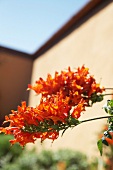 Close-up of orange flower in Ashanti Winery, South Africa