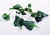 New Zealand spinach leaves on white background