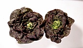Gemüse aus aller Welt, Freisteller: 2 rotblättrige Kopfsalate