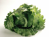 Gemüse aus aller Welt, Freisteller: Grüner Eisbergsalat
