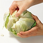 Close-up of hands removing core from cabbage, step 2