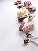 Five different varieties of radicchio on white background