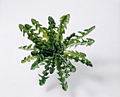 Wild dandelion on white background