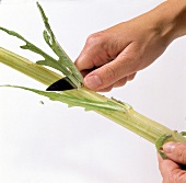Gemüse aus aller Welt, Blattreste vom Cardy entfernen, Step 2