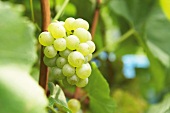 Wine grapes in burgundy vineyards at Saale-Unstrut, Germany