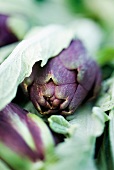 Close-up of purple bud of a artichoke plant