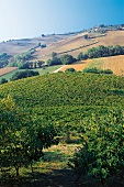 Weinberg in den Abruzzen 