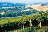 Weinberge des Weingutes "Valentini" in Loreto Aprutino, Abruzzen