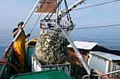 Sardinenfang an der bretonischen Atlantikküste