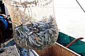 Sardines in fishnet on boat in Atlantic coast, Brittany, France