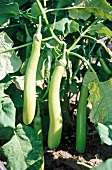 Close-up of green eggplant on shrub