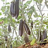 Eggplant on vine