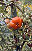 Close-up of red ribbed tomato on vine