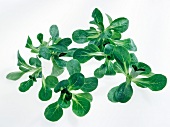 Close-up of green teardrop leaves on white background