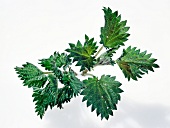 Close-up of nettle leaf on white background