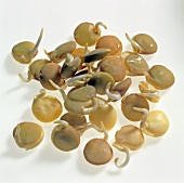 Close-up of germinated sprouts on white background