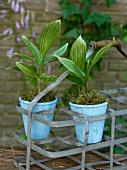 Close-up of blue pots with plants