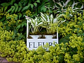 Close-up of variety of garden plants in white planters