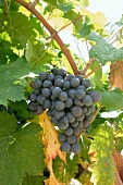 Close-up of blue grapes hanging on vine
