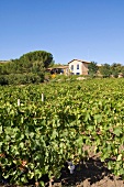 Weingut Tasca d'Almerita im sizilianischen Hochland