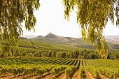 Blick vom Weingut Tasca d'Almerita auf die Weinlandschaft