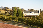 View of vineyard with house in background, Diemersfontein Wine, South Africa