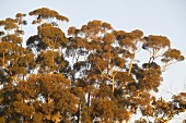 View of yellow wood tree in Diemersfontein Wine, South Africa