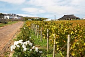 View of vineyard at Bouchard Finlayson Winery, South Africa