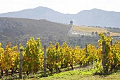 Südafrika, Weingut Bouchard Finlayso n, Weinstöcke auf einem Weinberg