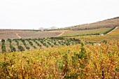 View of vineyard at Havana Hills Winery, Philadelphia, South Africa