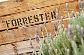 Wooden box with text 'Forrester' in Ken Forrester Winery, Stellenbosch, South Africa