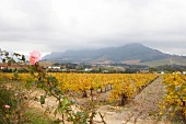 View of winery Ken Forrester's vineyard in South Africa