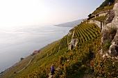 Weinberg " Grand Cru Dézaley" in Lavaux in der Schweiz.