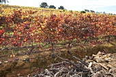 Südafrika, Weingut Meinert, Weinstöc ke auf einem Weinberg