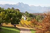 Vineyards overlooking mountains, Winery Meinert, South Africa
